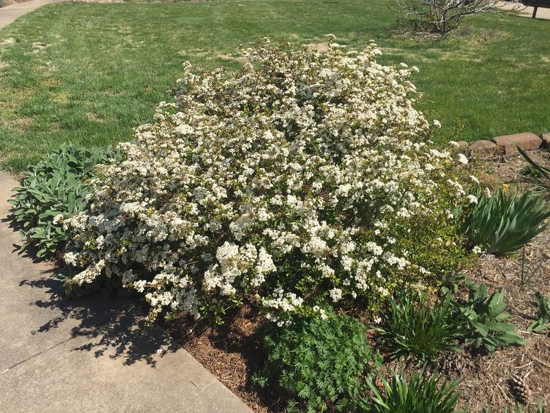 Walter's Viburnum Gives Florida Yards A Fuller, Softer Look