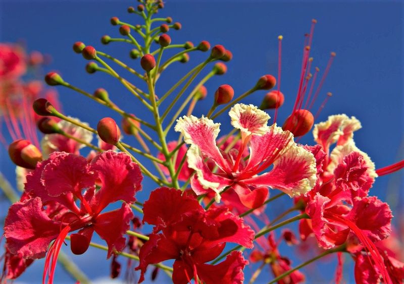 Pride Of Barbados (Caesalpinia Pulcherrima)