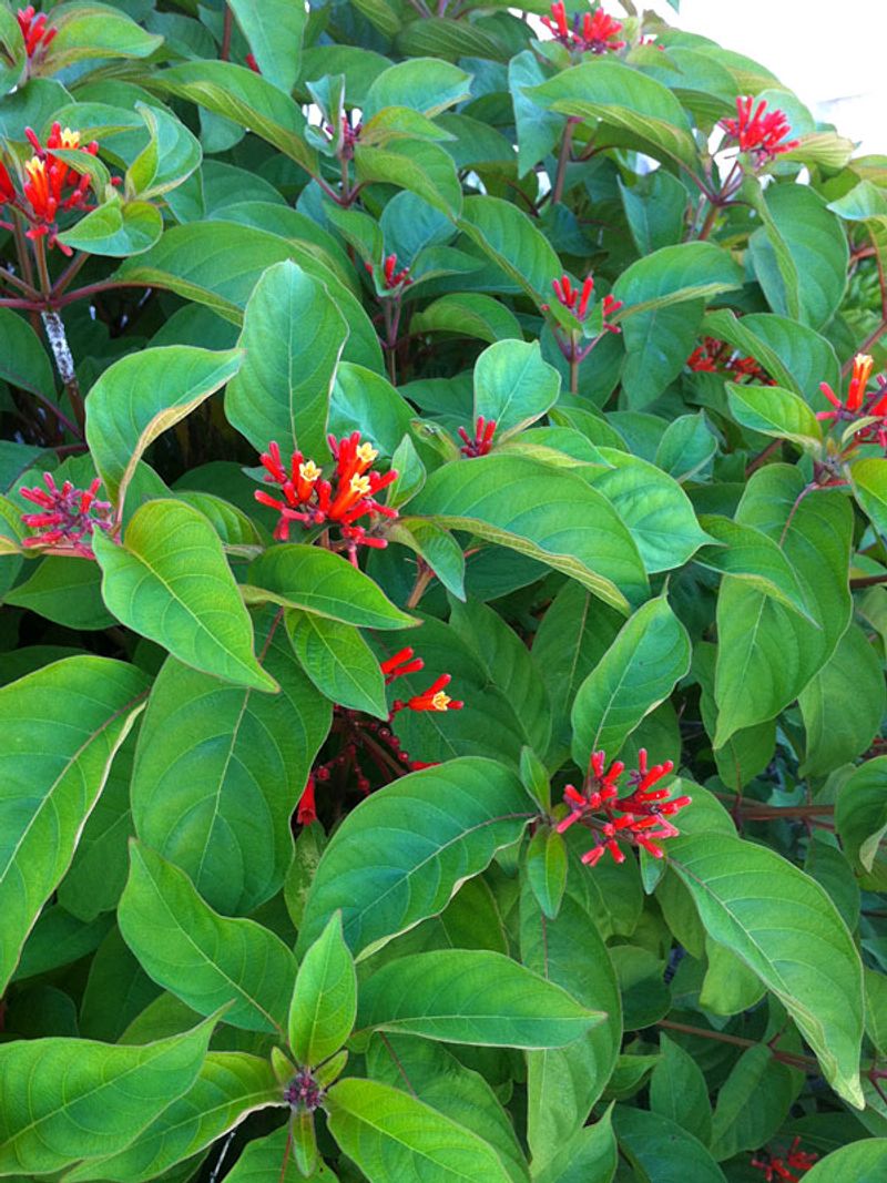 Brings Color Through The Long Warm Season