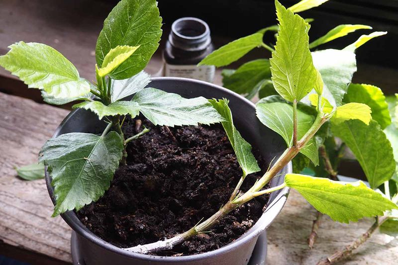 Hibiscus Roots Well In Warm And Humid Conditions