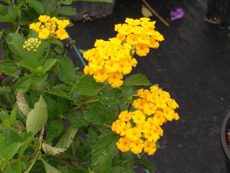 Pineland Lantana Brings Color Without The Invasive Risk