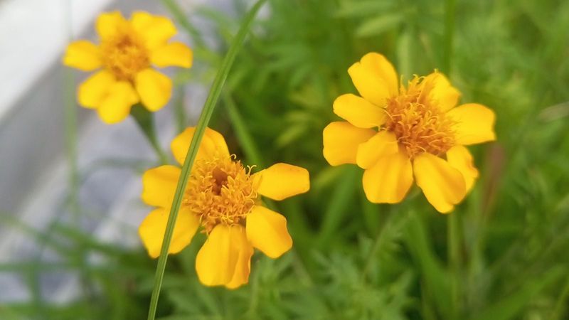 Copper Canyon Daisy 