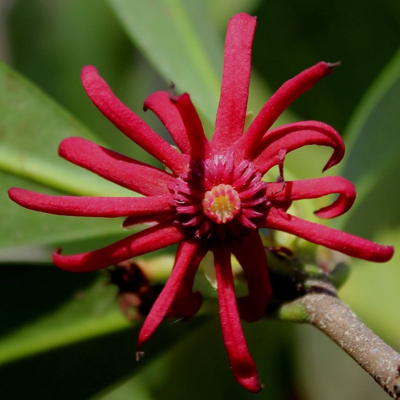 Florida Anise Gives Woodland Shade A More Dramatic Look