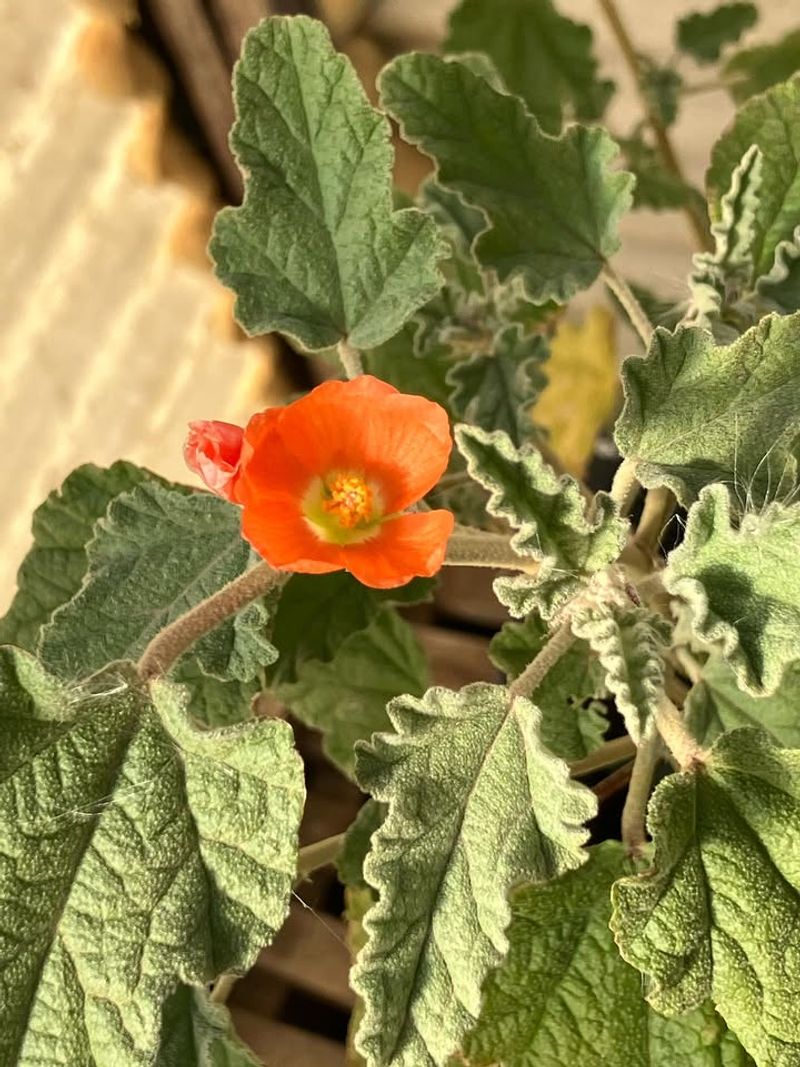 Silvery Foliage Helps Reduce Moisture Loss In Dry Conditions