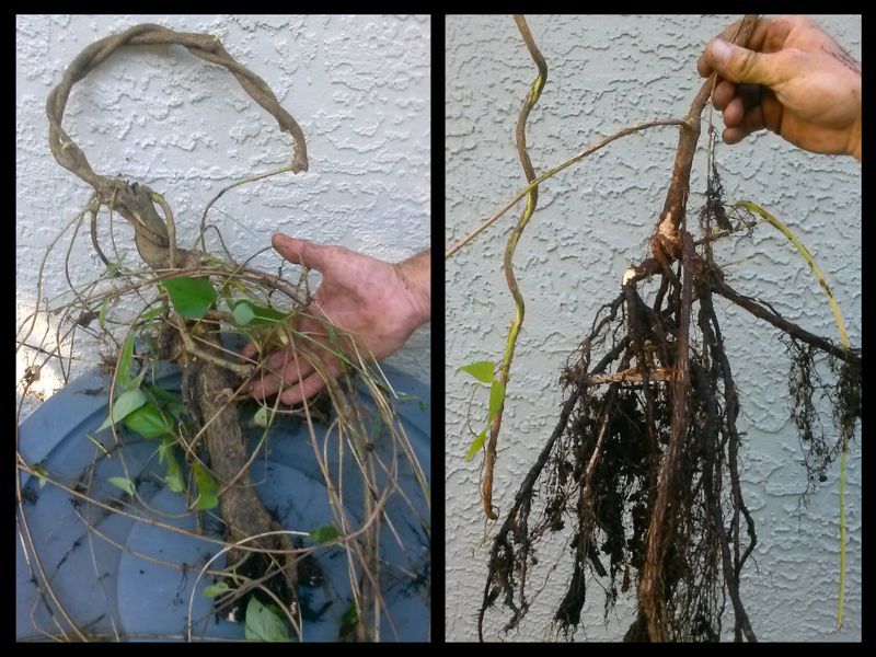 Start By Cutting Back All Visible Vine Growth