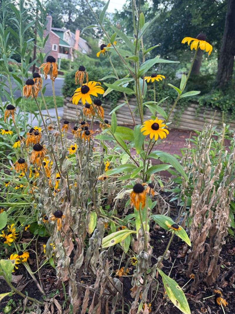 Self-Seeding Can Change How The Plant Looks Over Time