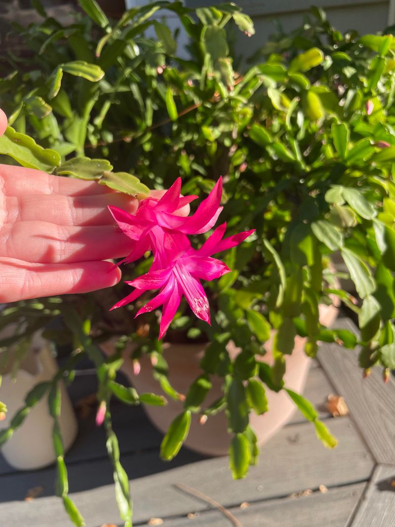 Christmas Cactus Thrives In Shaded Outdoor Spaces
