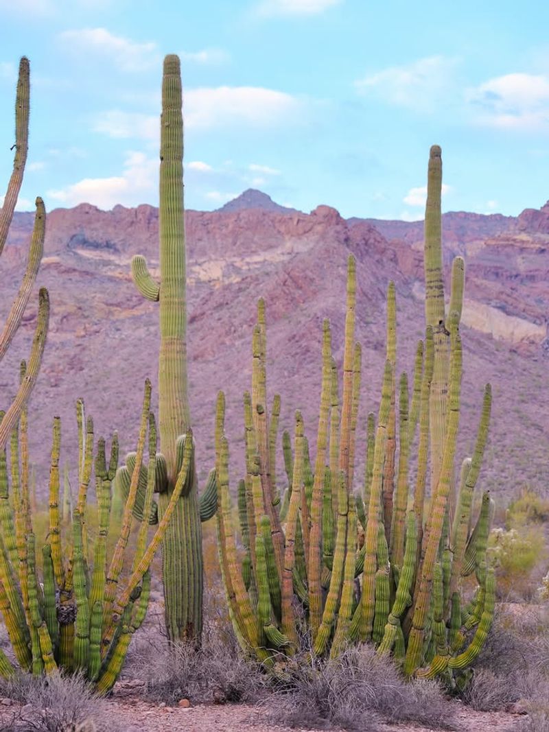 Organ Pipe Cactus Forms Multiple Tall Stems From One Base
