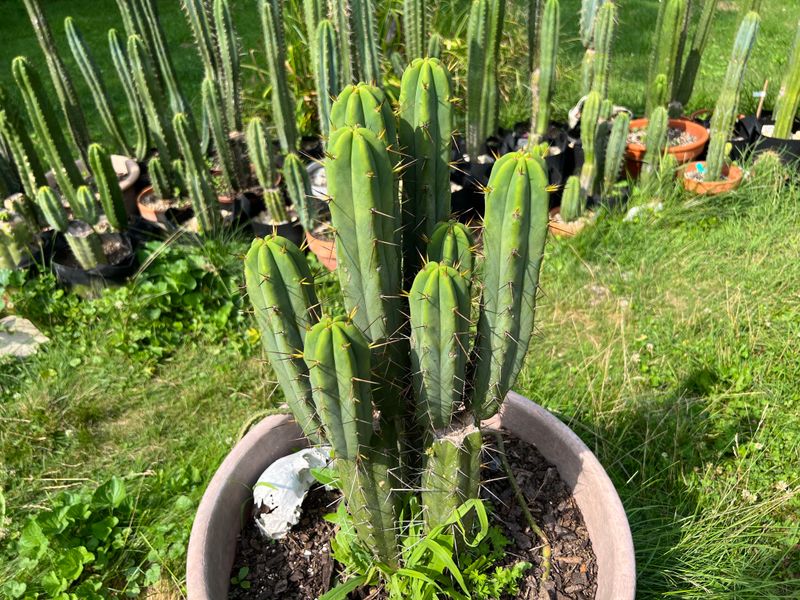 Candelabra Cactus