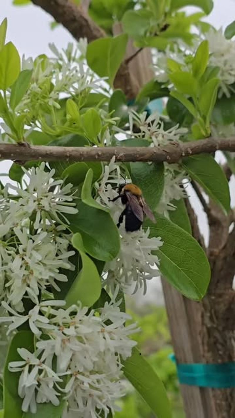 Supports Local Pollinators And Wildlife