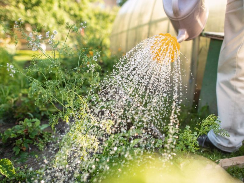 Adjust Watering Times To Early Morning Only