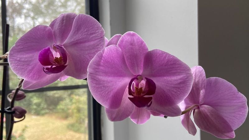 Give Them Adequate Light