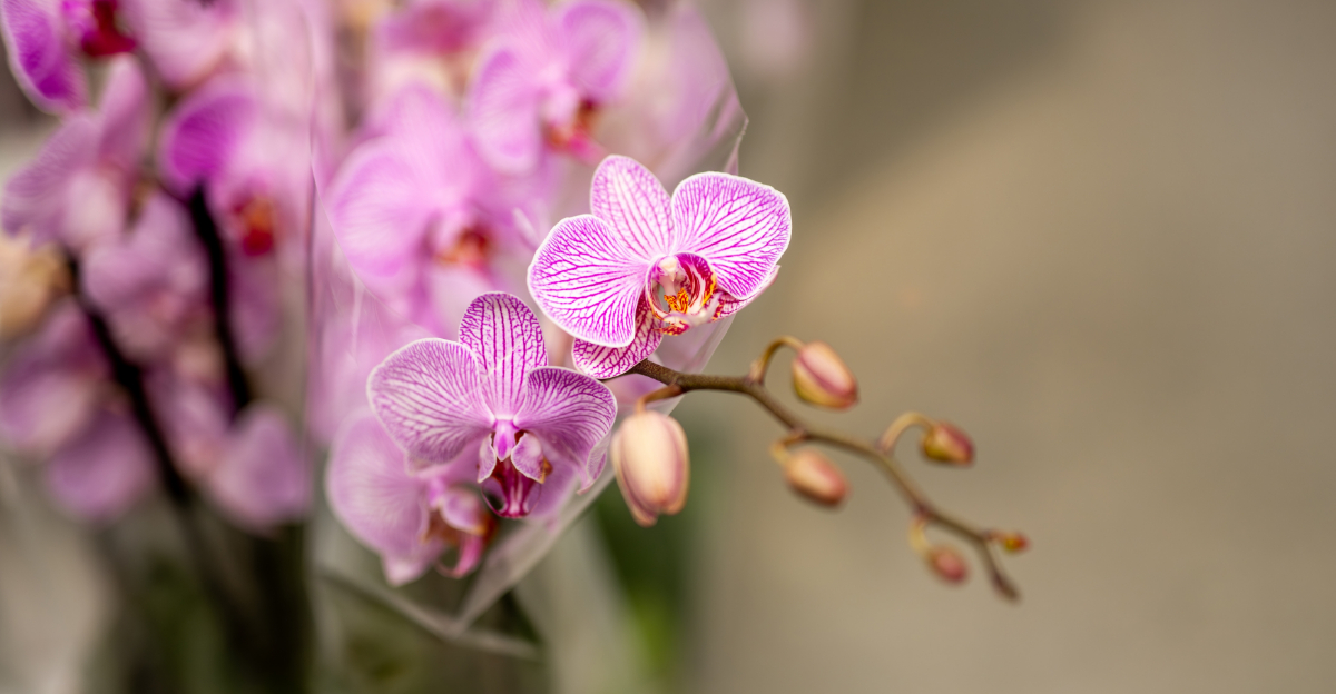 Fix Orchids That Stop Blooming In Pennsylvania Homes And Get More Blooms