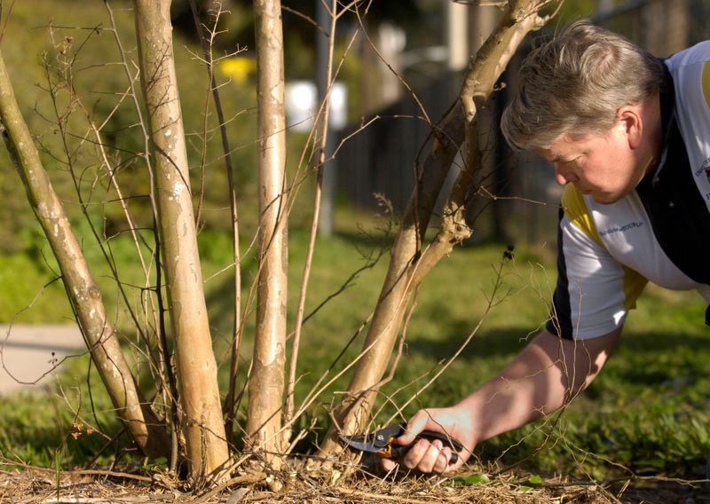 Focus On Light Cleanup Instead Of Major Cuts In Spring