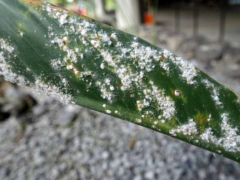 Check For Scale Before It Spreads