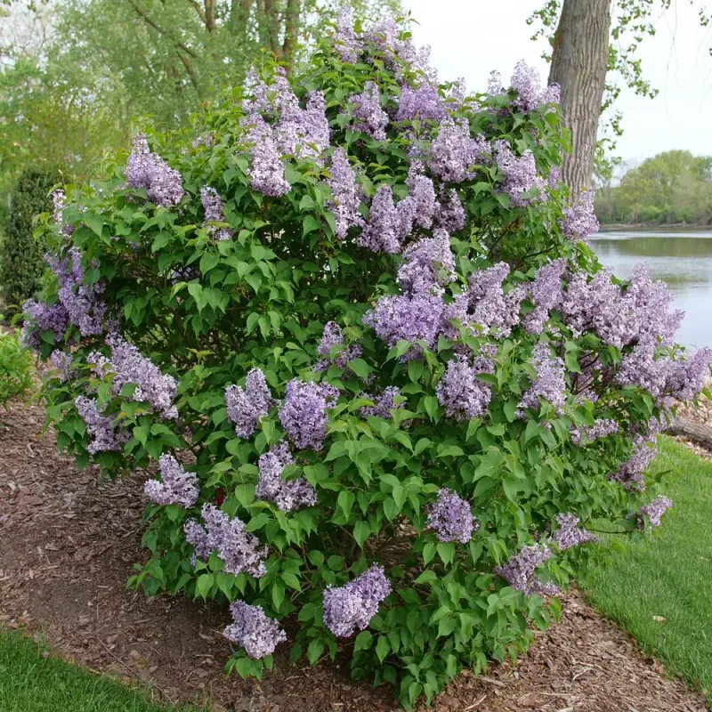 What You Do This April Shapes Next Year's Flowers