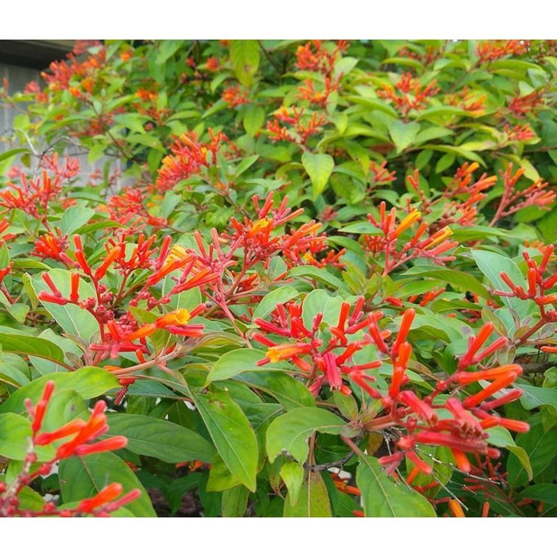 Firebush (Hamelia Patens)