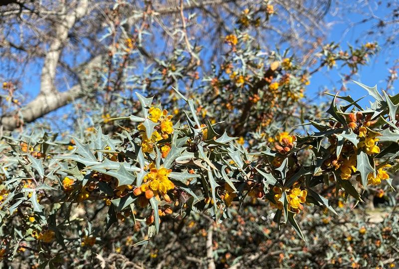 Agarita (Mahonia Trifoliolata)