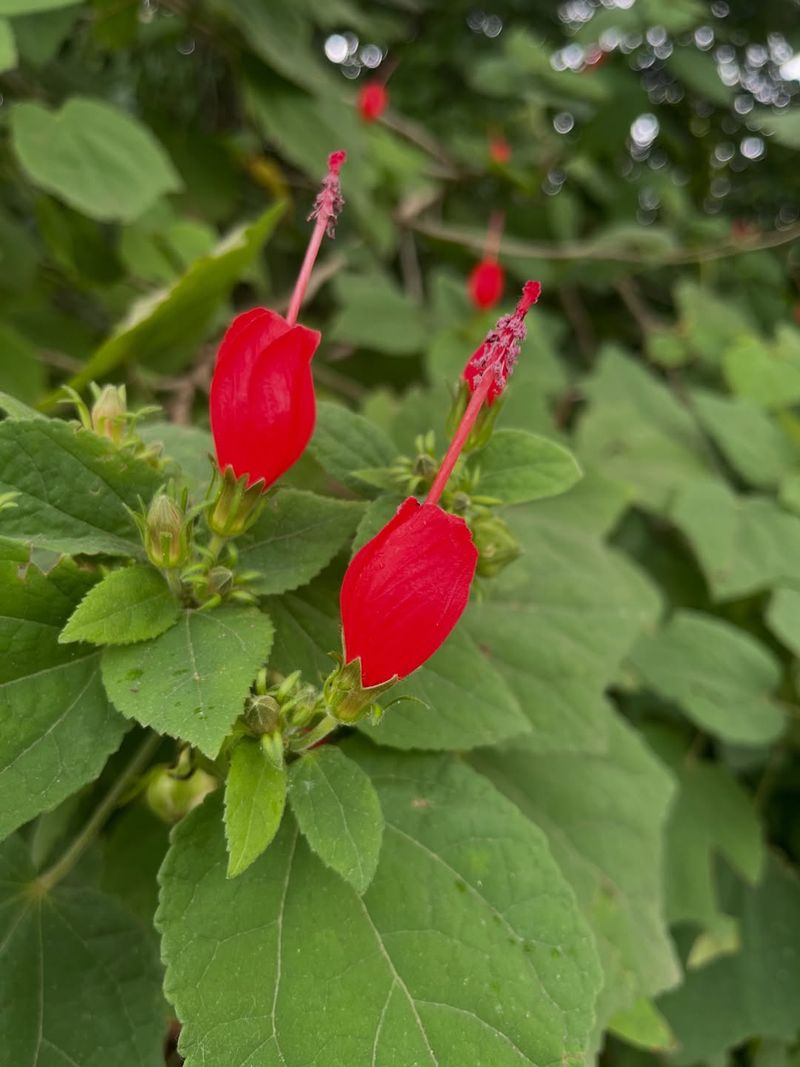 Turk's Cap Adds Easy Color