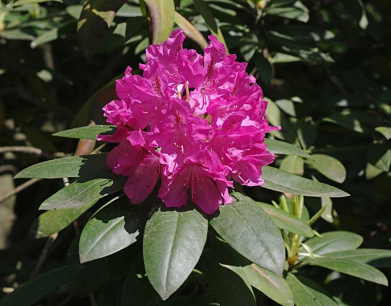 Catawba Rhododendron Adds Bold Evergreen Blooms