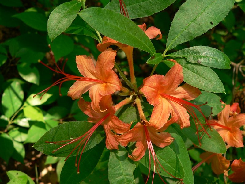 Cumberland Azalea Brings Warm Color With Mountain Garden Charm