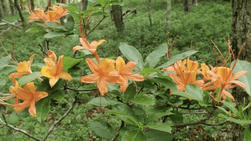 Cumberland Azalea (Rhododendron Cumberlandense)