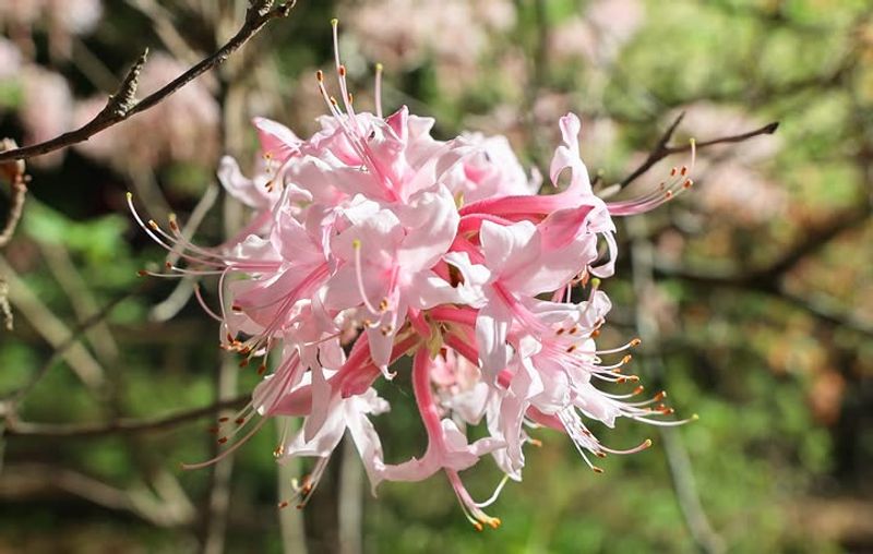 Sweet Azalea (Rhododendron arborescens)