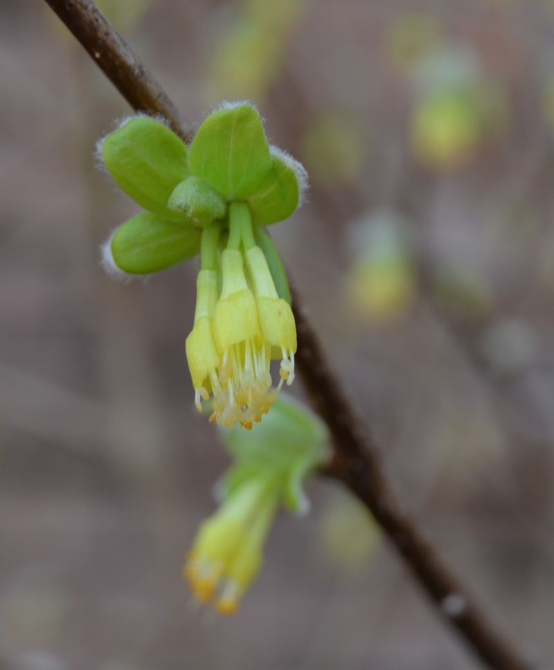 Leatherwood (Dirca palustris)