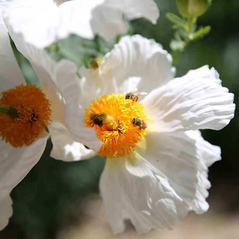 Matilija Poppy 