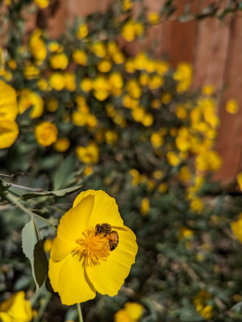 Bush Poppy Brightening Dry Spaces With Ease