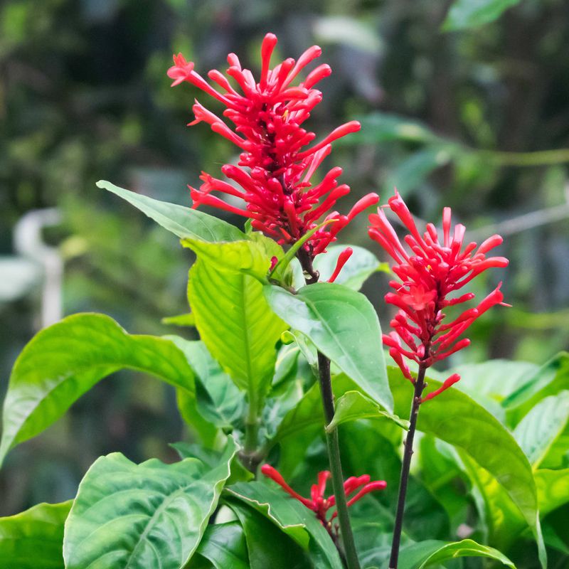Firespike Brings Big Red Blooms Back For Hummingbirds