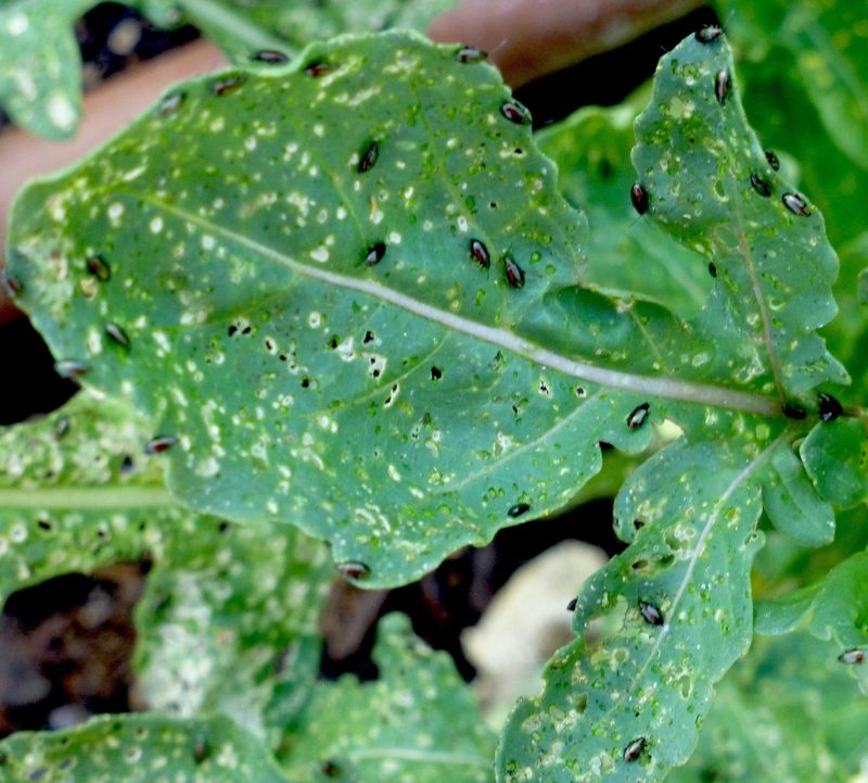 Their Shot-Hole Feeding Damages Leaves Quickly