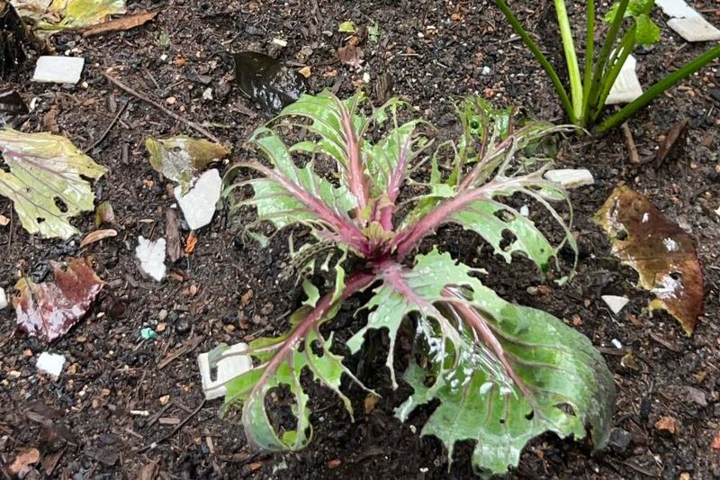 Caterpillars Chew Larger Irregular Sections Overnight