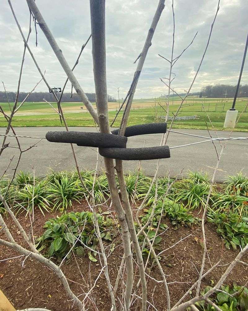 Placement Beyond The Root Zone Prevents Disturbance