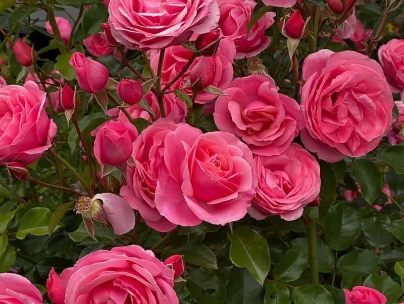 Shrub Rose Fills Out Faster With The Right Start