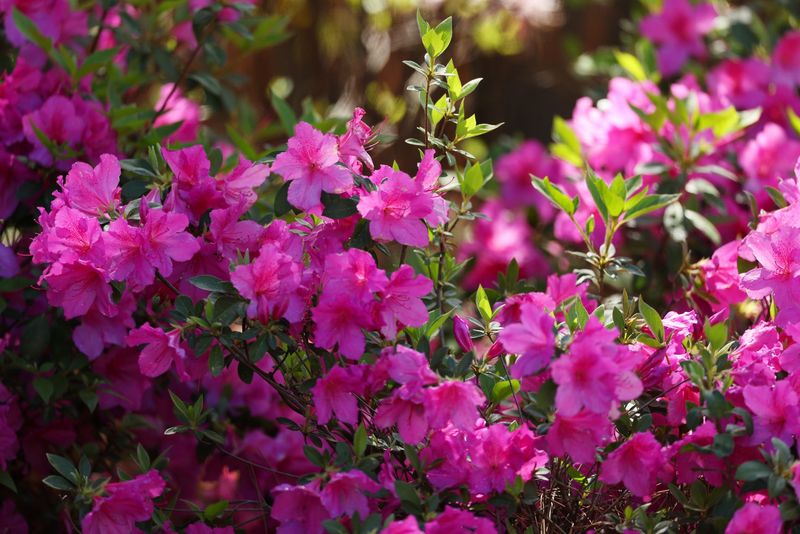 Azaleas Still Know How To Steal The Show In Shade