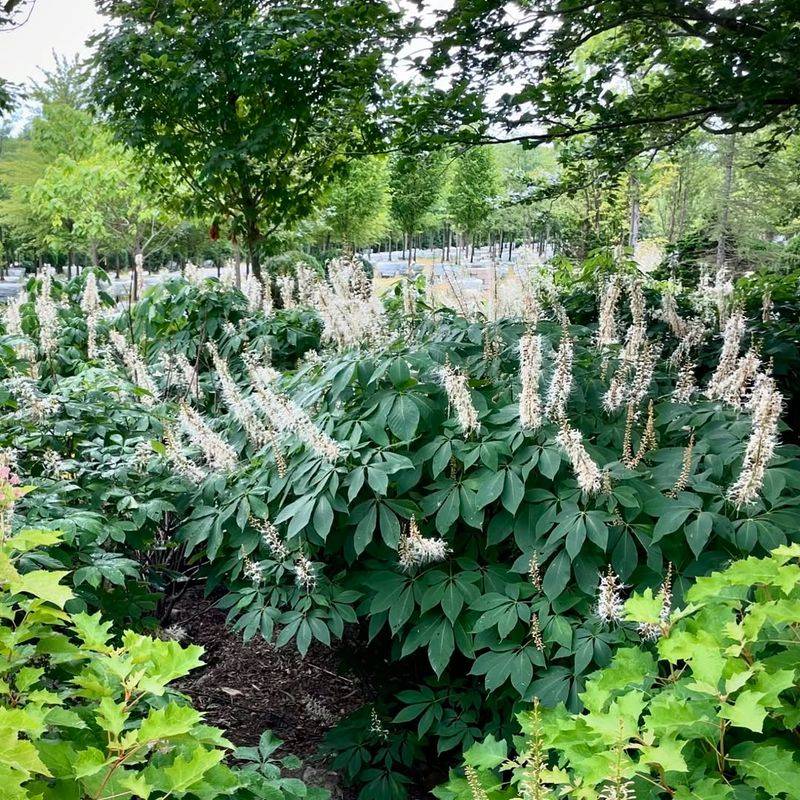 Bottlebrush Buckeye Fills In Shady Spots Well