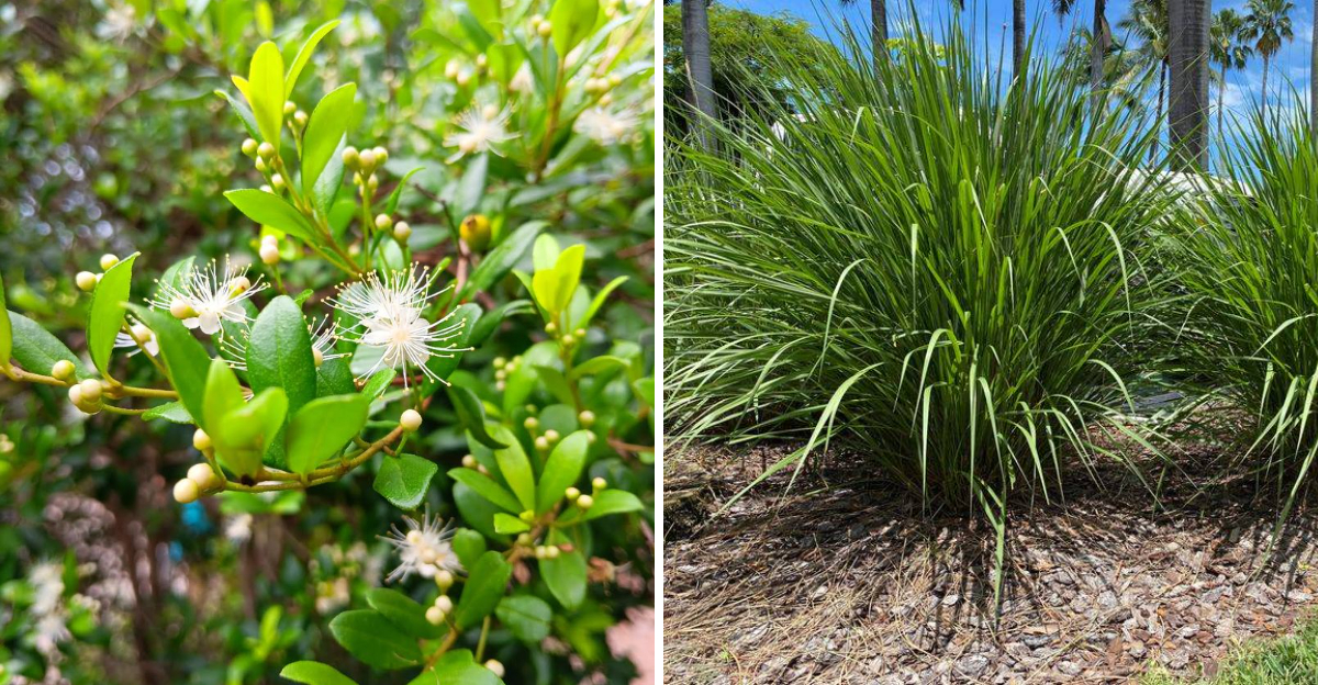 Simpson's Stopper and Fakahatchee Grass