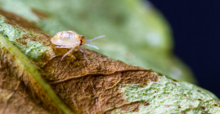 Florida Garden Pests That Show Up In April And How To Stop Them