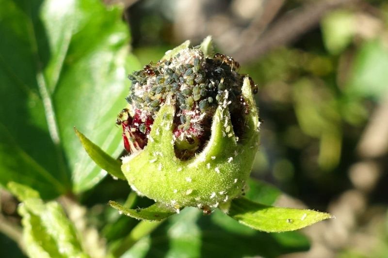Thrips And Aphids Can Wreck Buds Quietly