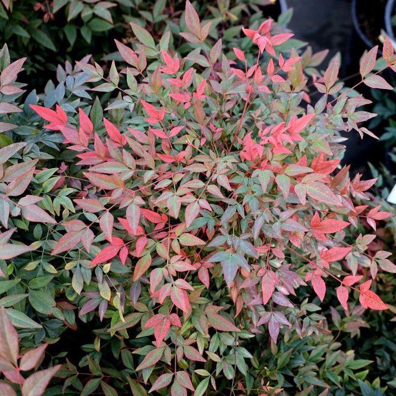 Nandina Once Felt Like The Perfect Low-Maintenance Shrub