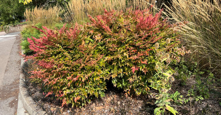 nandina