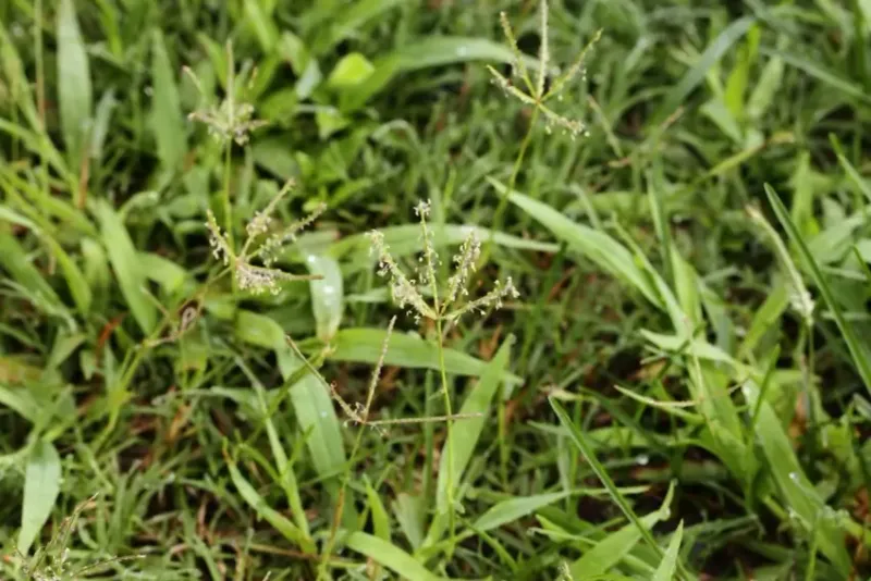 Bahia Grass Leaves Yards Looking Thin And Patchy