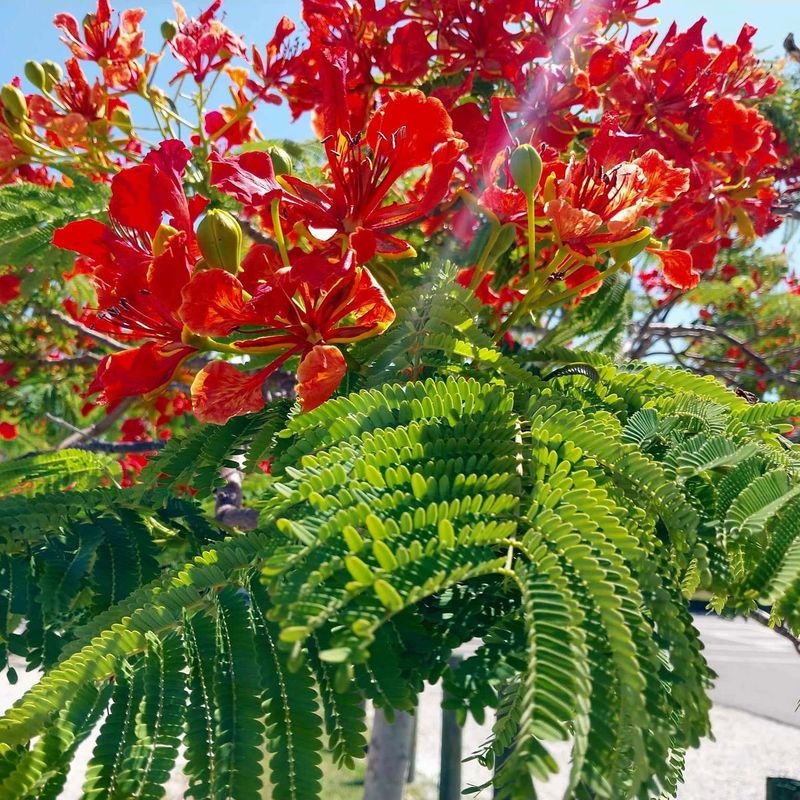 Royal Poinciana Drops Beauty And Brings Big Headaches