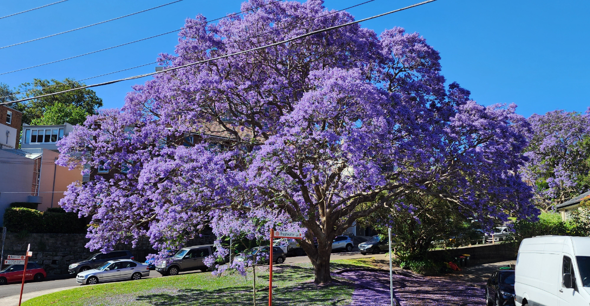 jacaranda tree