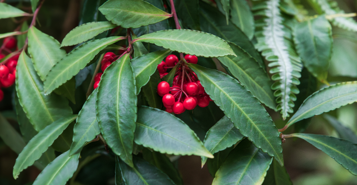 coral ardisia