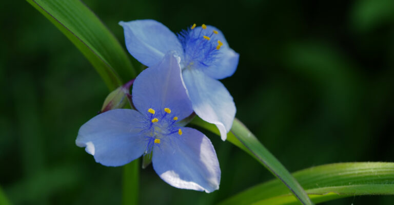 Florida Native Plants To Add To Your Garden This April