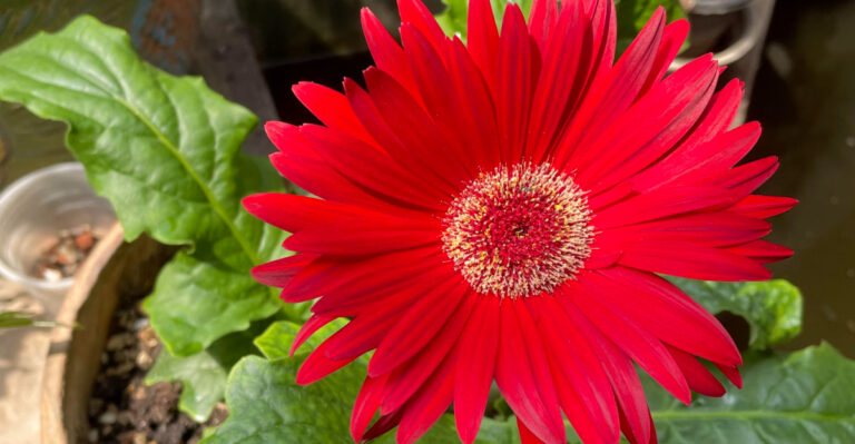 potted gerbera daisy