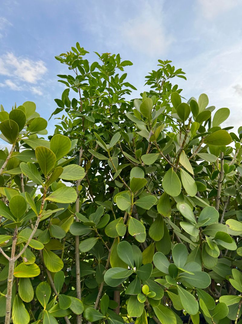 Remove Brazilian Pepper Before It Spreads Out Of Control