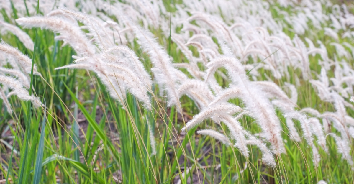 cogongrass